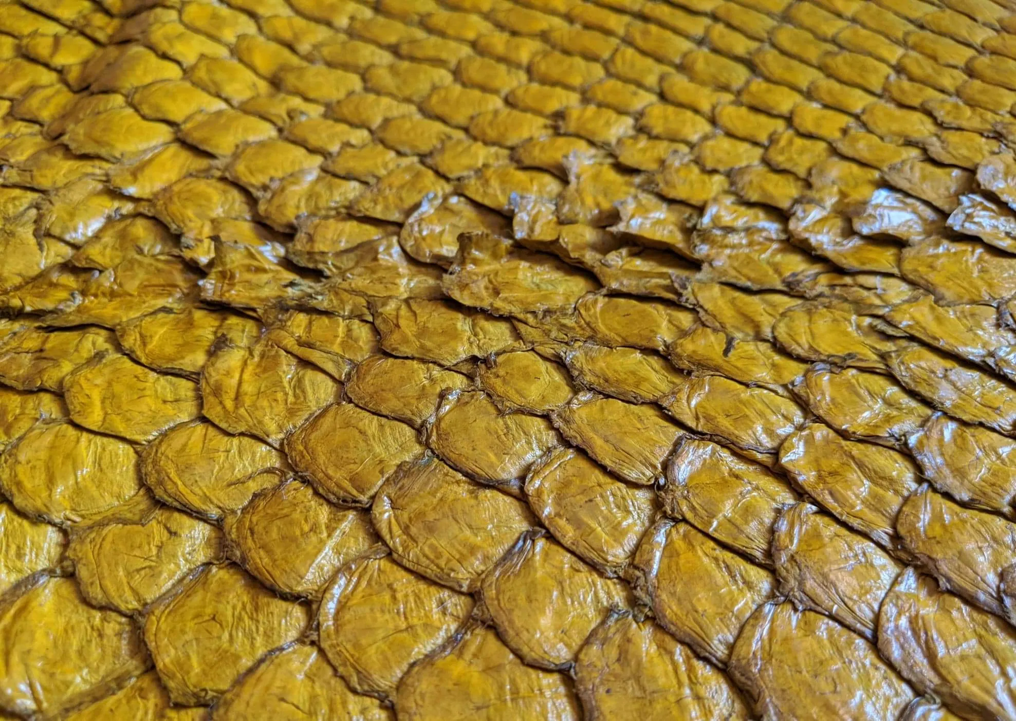 Pirarucu/Arapaima