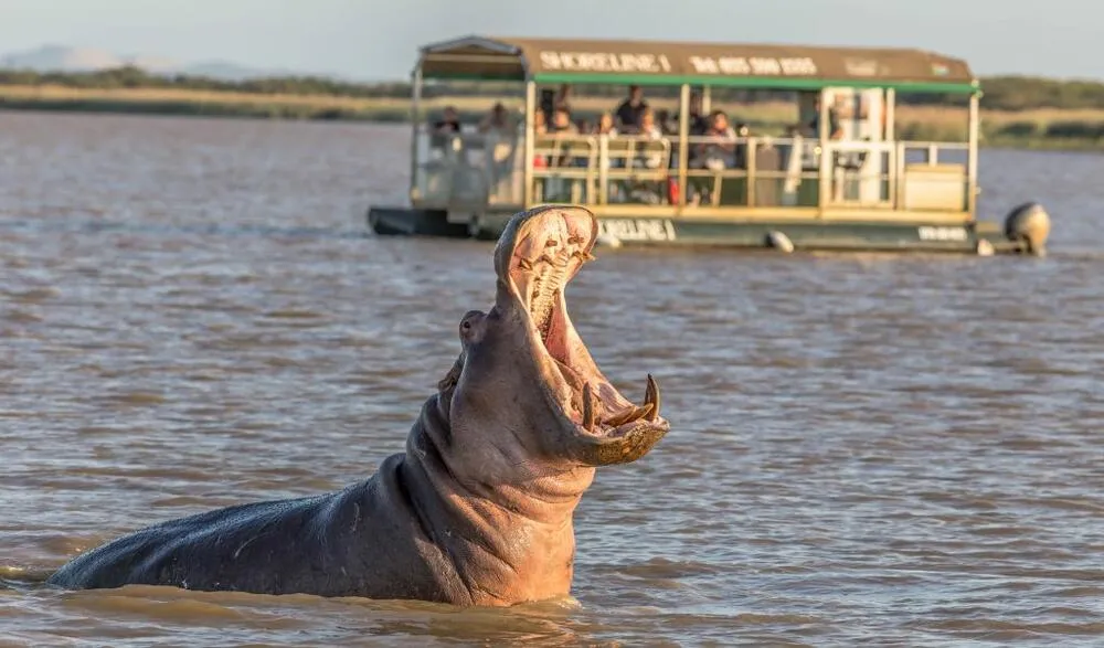 St Lucia Estuary Hippo and Croc Boat Cruise