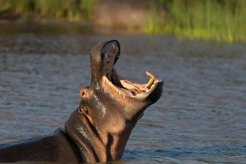 St Lucia Estuary Hippo and Croc Boat Cruise